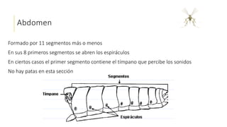 Abdomen
Formado por 11 segmentos más o menos
En sus 8 primeros segmentos se abren los espiráculos
En ciertos casos el primer segmento contiene el tímpano que percibe los sonidos
No hay patas en esta sección
 
