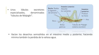 • Unos lóbulos excretores
especializados, denominados
“túbulos de Malpighi”.
• Vacían los desechos semisólidos en el intestino medio y posterior, haciendo
mínima también la perdida de la valiosa agua.
 