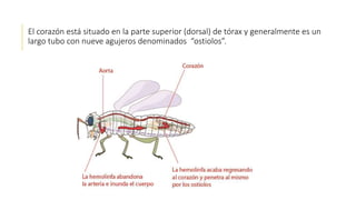 El corazón está situado en la parte superior (dorsal) de tórax y generalmente es un
largo tubo con nueve agujeros denominados “ostiolos”.
 