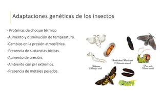 Adaptaciones genéticas de los insectos
- Proteínas de choque térmico
-Aumento y disminución de temperatura.
-Cambios en la presión atmosférica.
-Presencia de sustancias tóxicas.
-Aumento de presión.
-Ambiente con pH extremos.
-Presencia de metales pesados.
 