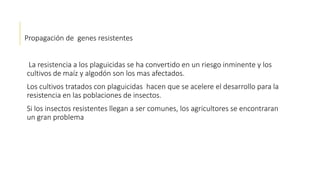 Propagación de genes resistentes
La resistencia a los plaguicidas se ha convertido en un riesgo inminente y los
cultivos de maíz y algodón son los mas afectados.
Los cultivos tratados con plaguicidas hacen que se acelere el desarrollo para la
resistencia en las poblaciones de insectos.
Si los insectos resistentes llegan a ser comunes, los agricultores se encontraran
un gran problema
 