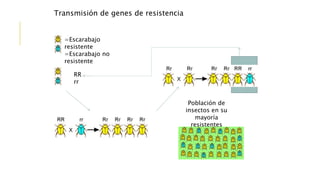 Transmisión de genes de resistencia
Población de
insectos en su
mayoría
resistentes
=Escarabajo
resistente
=Escarabajo no
resistente
RR
rr
 