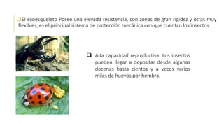 El exoesqueleto Posee una elevada resistencia, con zonas de gran rigidez y otras muy
flexibles; es el principal sistema de protección mecánica con que cuentan los insectos.
 Alta capacidad reproductiva. Los insectos
pueden llegar a depositar desde algunas
docenas hasta cientos y a veces varios
miles de huevos por hembra.
 