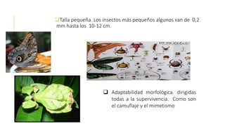 Talla pequeña. Los insectos más pequeños algunos van de 0,2
mm hasta los 10-12 cm.
 Adaptabilidad morfológica. dirigidas
todas a la supervivencia. Como son
el camuflaje y el mimetismo
 