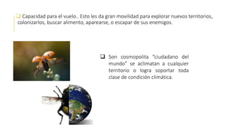  Capacidad para el vuelo.. Esto les da gran movilidad para explorar nuevos territorios,
colonizarlos, buscar alimento, aparearse, o escapar de sus enemigos.
 Son cosmopolita “ciudadano del
mundo” se aclimatan a cualquier
territorio o logra soportar toda
clase de condición climática.
 