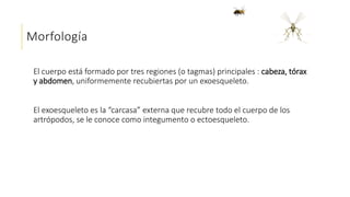 Morfología
El cuerpo está formado por tres regiones (o tagmas) principales : cabeza, tórax
y abdomen, uniformemente recubiertas por un exoesqueleto.
El exoesqueleto es la “carcasa” externa que recubre todo el cuerpo de los
artrópodos, se le conoce como integumento o ectoesqueleto.
 