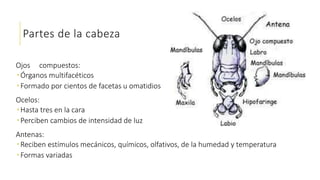 Partes de la cabeza
Ojos compuestos:
 Órganos multifacéticos
 Formado por cientos de facetas u omatidios
Ocelos:
 Hasta tres en la cara
 Perciben cambios de intensidad de luz
Antenas:
 Reciben estímulos mecánicos, químicos, olfativos, de la humedad y temperatura
 Formas variadas
 