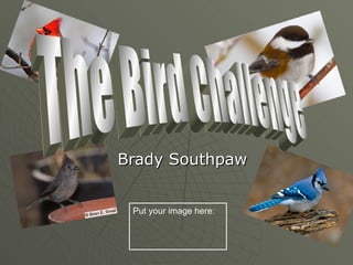 Brady Southpaw Put your image here: The Bird Challenge 