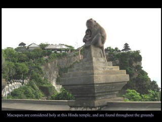 Macaques are considered holy at this Hindu temple, and are found throughout the grounds 