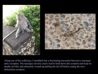 Along one of the walkways, I stumbled into a fascinating encounter between a macaque and a scorpion. The macaque cleverly used a leaf to hold down the scorpion and keep its deadly tail flat, and ultimately wound up pulling the tail off before eating the now-defenseless scorpion. 