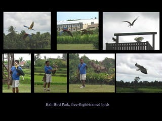 Bali Bird Park, free-flight-trained birds 