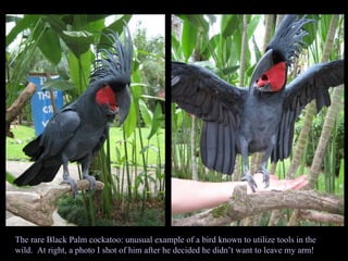The rare Black Palm cockatoo: unusual example of a bird known to utilize tools in the wild.  At right, a photo I shot of him after he decided he didn’t want to leave my arm! 