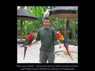Three new friends – Greenwing macaw, Sulfur-crested cockatoo, and Scarlet macaw (Moluccan cockatoo in background) 