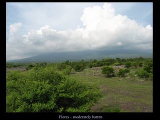 Flores – moderately barren 