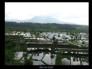 Bali rice fields 