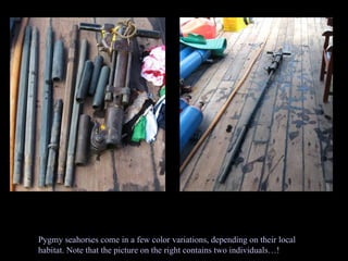 Pygmy seahorses come in a few color variations, depending on their local habitat. Note that the picture on the right contains two individuals…! 