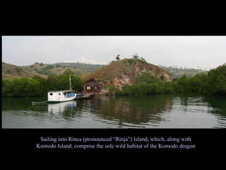 Sailing into Rinca (pronounced “Rinja”) Island, which, along with Komodo Island, comprise the sole wild habitat of the Komodo dragon 