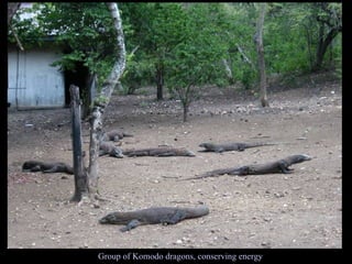 Group of Komodo dragons, conserving energy 