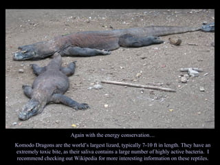 Again with the energy conservation… Komodo Dragons are the world’s largest lizard, typically 7-10 ft in length. They have an extremely toxic bite, as their saliva contains a large number of highly active bacteria.  I recommend checking out Wikipedia for more interesting information on these reptiles. 