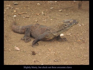 Slightly blurry, but check out those awesome claws 