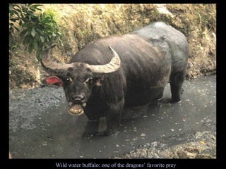 Wild water buffalo: one of the dragons’ favorite prey 
