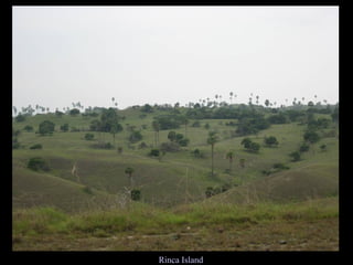 Rinca Island 