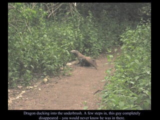 Dragon ducking into the underbrush. A few steps in, this guy completely disappeared – you would never know he was in there. 