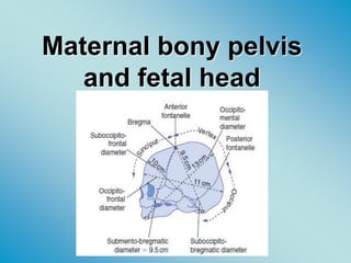 Maternal bony pelvis
and fetal head
 
