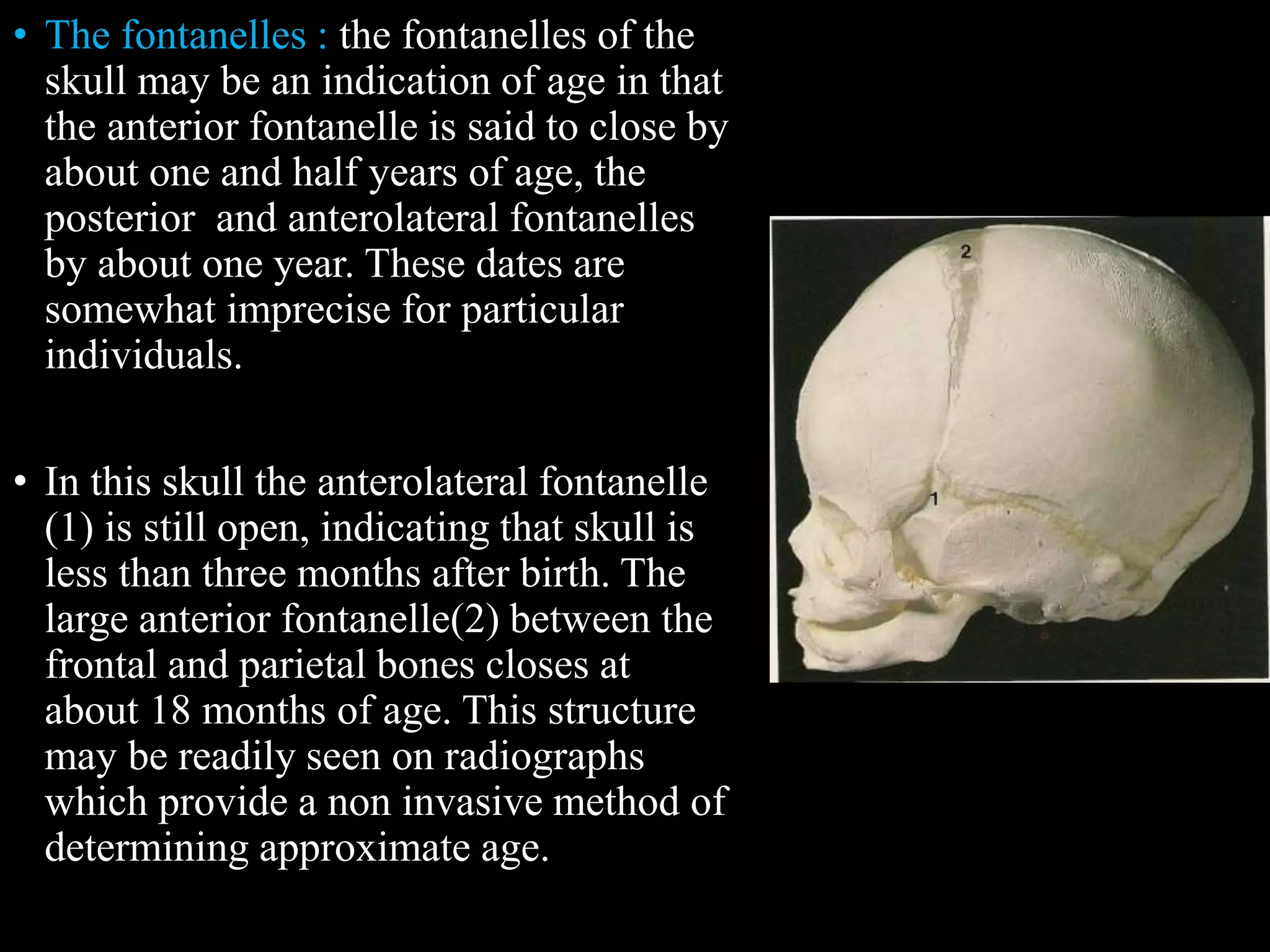 • The fontanelles : the fontanelles of the
skull may be an indication of age in that
the anterior fontanelle is said to close by
about one and half years of age, the
posterior and anterolateral fontanelles
by about one year. These dates are
somewhat imprecise for particular
individuals.
• In this skull the anterolateral fontanelle
(1) is still open, indicating that skull is
less than three months after birth. The
large anterior fontanelle(2) between the
frontal and parietal bones closes at
about 18 months of age. This structure
may be readily seen on radiographs
which provide a non invasive method of
determining approximate age.
 