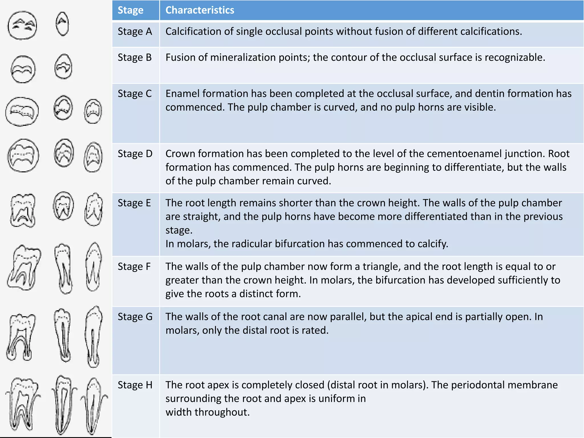 Stage Characteristics
Stage A Calcification of single occlusal points without fusion of different calcifications.
Stage B Fusion of mineralization points; the contour of the occlusal surface is recognizable.
Stage C Enamel formation has been completed at the occlusal surface, and dentin formation has
commenced. The pulp chamber is curved, and no pulp horns are visible.
Stage D Crown formation has been completed to the level of the cementoenamel junction. Root
formation has commenced. The pulp horns are beginning to differentiate, but the walls
of the pulp chamber remain curved.
Stage E The root length remains shorter than the crown height. The walls of the pulp chamber
are straight, and the pulp horns have become more differentiated than in the previous
stage.
In molars, the radicular bifurcation has commenced to calcify.
Stage F The walls of the pulp chamber now form a triangle, and the root length is equal to or
greater than the crown height. In molars, the bifurcation has developed sufficiently to
give the roots a distinct form.
Stage G The walls of the root canal are now parallel, but the apical end is partially open. In
molars, only the distal root is rated.
Stage H The root apex is completely closed (distal root in molars). The periodontal membrane
surrounding the root and apex is uniform in
width throughout.
 