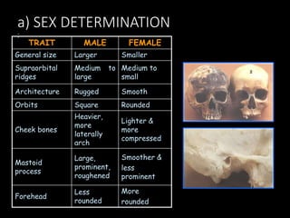 a) SEX DETERMINATION
TRAIT MALE FEMALE
General size Larger Smaller
Supraorbital
ridges
Medium to
large
Medium to
small
Architecture Rugged Smooth
Orbits Square Rounded
Cheek bones
Heavier,
more
laterally
arch
Lighter &
more
compressed
Mastoid
process
Large,
prominent,
roughened
Smoother &
less
prominent
Forehead
Less
rounded
More
rounded
:
 