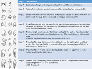 Stage Characteristics
Stage A Calcification of single occlusal points without fusion of different calcifications.
Stage B Fusion of mineralization points; the contour of the occlusal surface is recognizable.
Stage C Enamel formation has been completed at the occlusal surface, and dentin formation has
commenced. The pulp chamber is curved, and no pulp horns are visible.
Stage D Crown formation has been completed to the level of the cementoenamel junction. Root
formation has commenced. The pulp horns are beginning to differentiate, but the walls
of the pulp chamber remain curved.
Stage E The root length remains shorter than the crown height. The walls of the pulp chamber
are straight, and the pulp horns have become more differentiated than in the previous
stage.
In molars, the radicular bifurcation has commenced to calcify.
Stage F The walls of the pulp chamber now form a triangle, and the root length is equal to or
greater than the crown height. In molars, the bifurcation has developed sufficiently to
give the roots a distinct form.
Stage G The walls of the root canal are now parallel, but the apical end is partially open. In
molars, only the distal root is rated.
Stage H The root apex is completely closed (distal root in molars). The periodontal membrane
surrounding the root and apex is uniform in
width throughout.
 