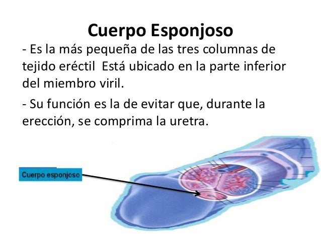 Un pequeño miembro el onanismo