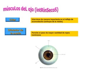 Ciliar        Interviene de manera importante en el reflejo de
               acomodación (enfoque de la visión)



Dilatador de
  la pupila    Permite el paso de mayor cantidad de rayos
               luminosos
 