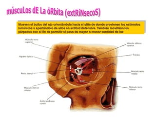 Mueven el bulbo del ojo orientándolo hacia el sitio de donde provienen los estímulos
lumínicos o apartándolo de ellos en actitud defensiva. También movilizan los
párpados con el fin de permitir el paso de mayor o menor cantidad de luz
 