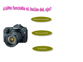 Sistema de lentes




  Placa sensible




     Diafragma
 