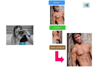 lente




   retina




área cortical
 