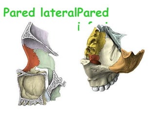 Pared lateralPared
             inferior
 