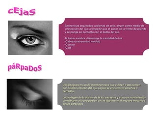 Eminencias arqueadas cubiertas de pelo, sirven como medio de
 protección del ojo, al impedir que el sudor de la frente descienda
 y se ponga en contacto con el bulbo del ojo.

 Al hacer sombra, disminuye la cantidad de luz
 •Cabeza (extremidad medial)
 •Cuerpo
 •Cola




Dos pliegues músculo-membranosos que cubren o descubren
por delante el bulbo del ojo, según se encuentren abiertos o
cerrados.

Lo protegen de la acción de la luz excesiva y con sus movimientos
contribuyen a la progresión de las lágrimas y al arrastre mecánico
de las partículas
 