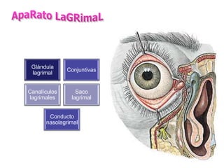 Glándula
              Conjuntivas
 lagrimal


Canalículos      Saco
lagrimales     lagrimal


       Conducto
      nasolagrimal
 