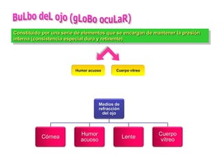 Constituido por una serie de elementos que se encargan de mantener la presión
interna (consistencia especial dura y retinente)




                         Humor acuoso       Cuerpo vítreo




                                    Medios de
                                    refracción
                                      del ojo



                           Humor                            Cuerpo
           Córnea                                Lente
                           acuoso                            vítreo
 
