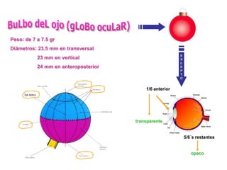 Peso: de 7 a 7.5 gr
Diámetros: 23.5 mm en transversal
                                                                 E
                   23 mm en vertical                             X
                                                                 C
                   24 mm en anteroposterior                      E
                                                                 P
                                                                 T
                                                                 O


                                                  1/6 anterior
      Eje óptico




                                              transparente


                                                                     5/6´s restantes


                                                                        opaco
 