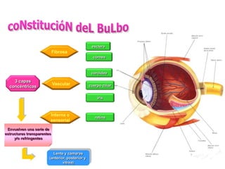 esclera
                            Fibrosa
                                                   córnea



                                                  coroidea

    3 capas
                            Vascular             cuerpo ciliar
  concéntricas

                                                     iris



                        Interna o
                                                    retina
                        sensorial

 Envuelven una serie de
estructuras transparentes
     y/o refringentes



                          Lente y cámaras
                        (anterior, posterior y
                                vítrea)
 