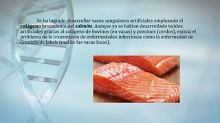 Se ha logrado desarrollar vasos sanguíneos artificiales empleando el
colágeno procedente del salmón. Aunque ya se habían desarrollado tejidos
artificiales gracias al colágeno de bovinos (en vacas) y porcinos (cerdos), existía el
problema de la transmisión de enfermedades infecciosas como la enfermedad de
Creutzfeldt-Jakob (mal de las vacas locas).
 