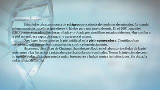 Esta piel estaba compuesta de colágeno procedente de tendones de animales, formando
así una matriz extracelular que ofrece lo básico para una nueva dermis. En el 2001, una piel
plástica autoreparadora fue desarrollada y probada por científicos estadounidenses. Muy similar a
la piel normal, era capaz de sangrar y curarse a sí misma.
Otro logro importante en la piel artificial es la piel regeneradora. Científicos han
descubierto una nueva técnica para luchar contra el envejecimiento.
Hace poco, científicos de Cincinnati han desarrollado en el laboratorio células de la piel
resistentes a las bacterias y están ahora probándola sobre animales. Tienen la intención de crear
un tipo de piel artificial que pueda sudar, broncearse y luchar contra las infecciones. Sin duda, la
piel artificial definitiva.
 