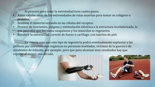 El proceso para crear la extremidad tuvo cuatro pasos.
• Aislar células vivas de las extremidades de ratas muertas para tomar su colágeno o
proteína.
• Sembrar el material extraído en las células del receptor.
• Proveer de nutrientes, oxígeno y estimulación eléctrica a la estructura recelularizada, lo
que permitió que los vasos sanguíneos y los músculos se regeneren.
• Recubrir la extremidad, carente de hueso o cartílago, con injertos de piel.
La ciencia cree que este tipo de ingeniería podrá eventualmente suplantar a las
prótesis por extremidades orgánicas en personas mutiladas, víctimas de la guerra o de
accidentes de tránsito, por ejemplo, pero que para alcanzar esos resultados hay que
esperar al menos una década.
 