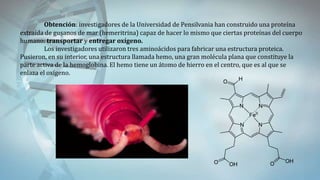Obtención: investigadores de la Universidad de Pensilvania han construido una proteína
extraída de gusanos de mar (hemeritrina) capaz de hacer lo mismo que ciertas proteínas del cuerpo
humano: transportar y entregar oxígeno.
Los investigadores utilizaron tres aminoácidos para fabricar una estructura proteica.
Pusieron, en su interior, una estructura llamada hemo, una gran molécula plana que constituye la
parte activa de la hemoglobina. El hemo tiene un átomo de hierro en el centro, que es al que se
enlaza el oxígeno.
 