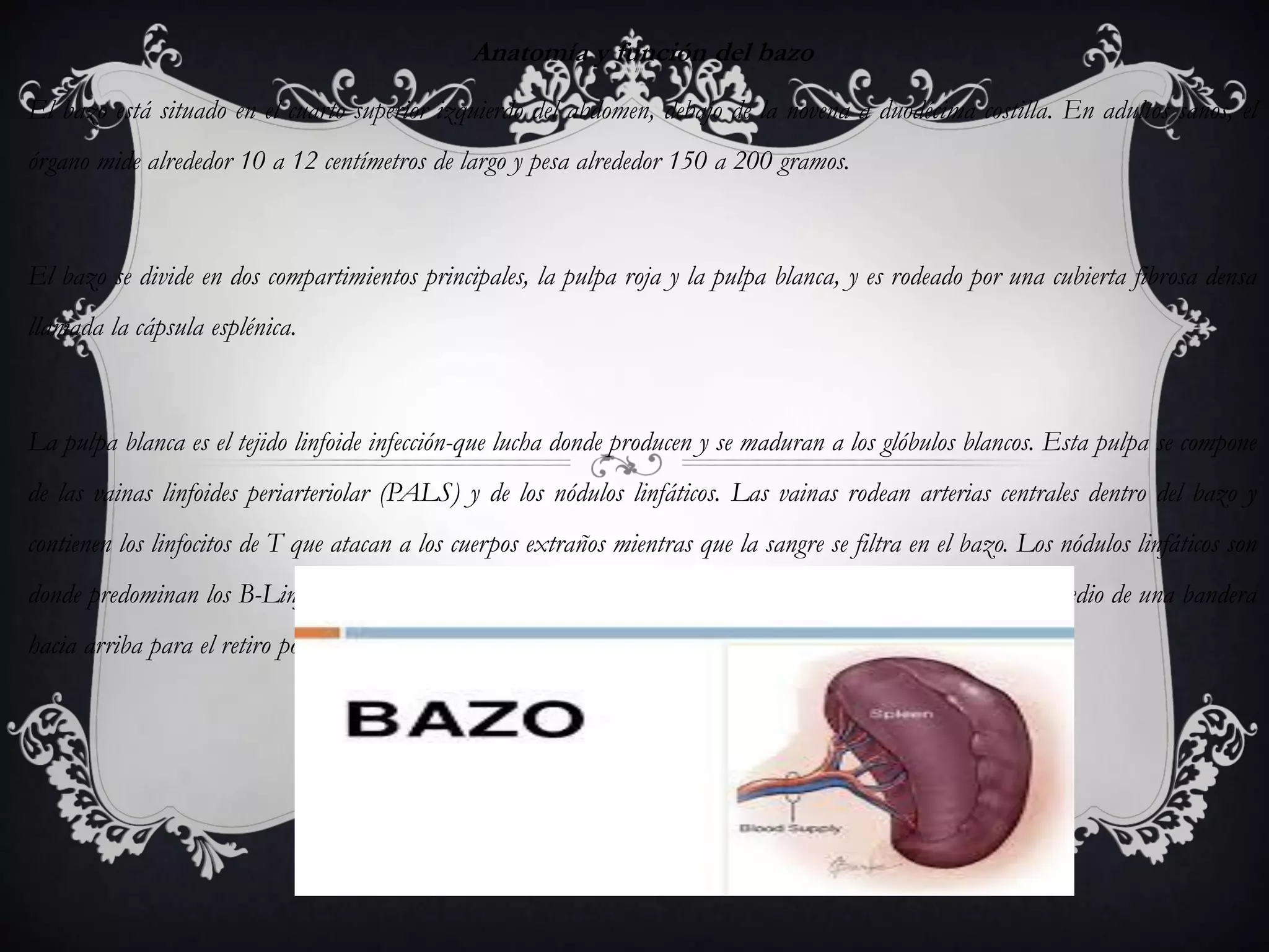 Qué hace el bazo en el cuerpo | Portugalessence.com