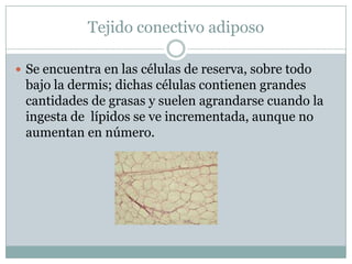 Tejido conectivo adiposo
 Se encuentra en las células de reserva, sobre todo
bajo la dermis; dichas células contienen grandes
cantidades de grasas y suelen agrandarse cuando la
ingesta de lípidos se ve incrementada, aunque no
aumentan en número.
 