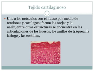 Tejido cartilaginoso
 Une a los músculos con el hueso por medio de
tendones y cartílagos; forma las orejas y la
nariz, entre otras estructuras se encuentra en las
articulaciones de los huesos, los anillos de tráquea, la
laringe y las costillas.
 
